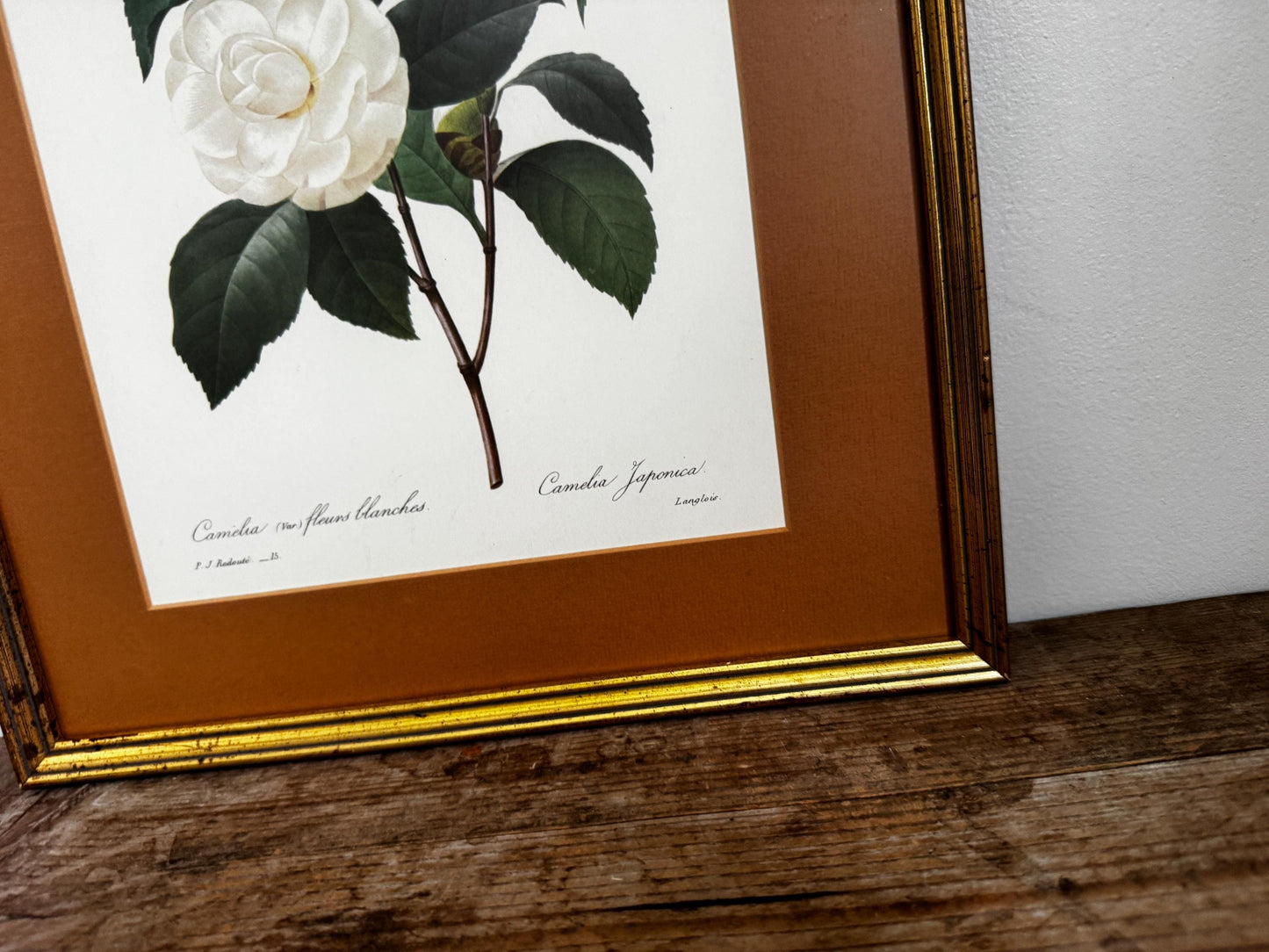 Framed Antique P. J. Redoute Flowers Camelia Japonica Botanical Art Book Plate Framed Floral Print