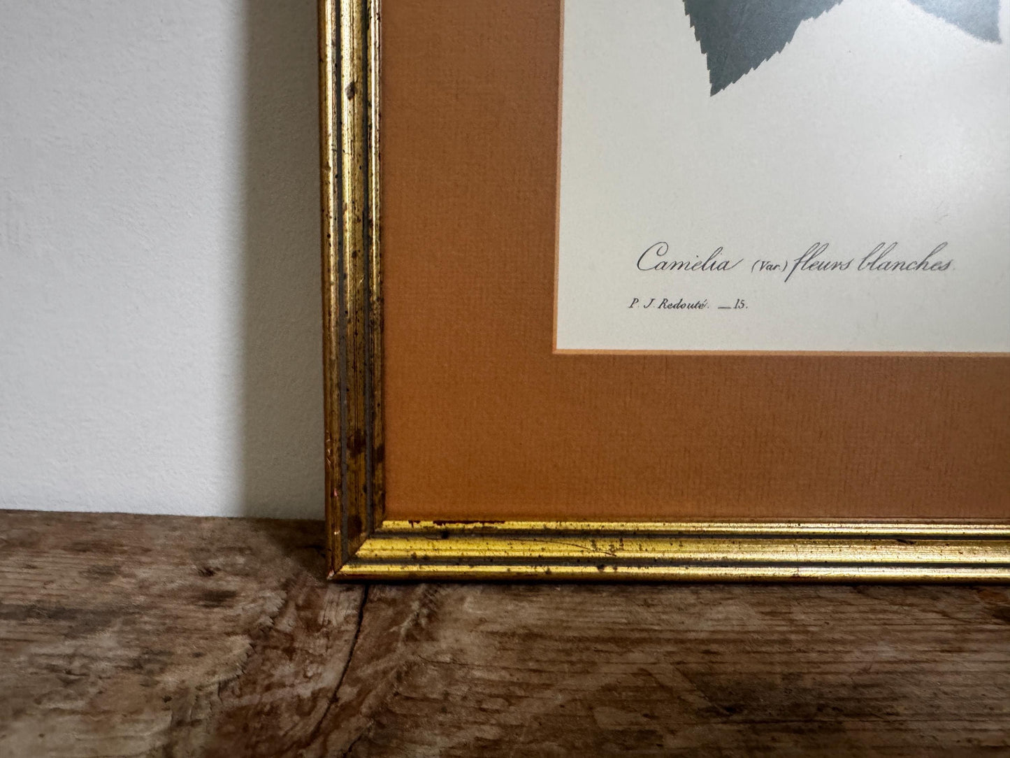Framed Antique P. J. Redoute Flowers Camelia Japonica Botanical Art Book Plate Framed Floral Print