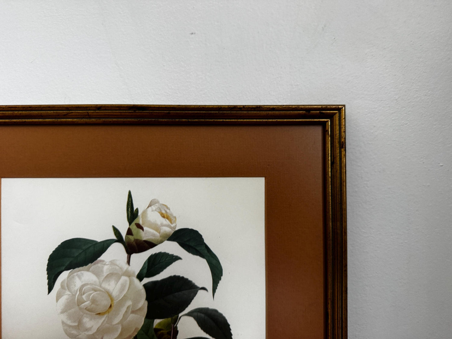 Framed Antique P. J. Redoute Flowers Camelia Japonica Botanical Art Book Plate Framed Floral Print