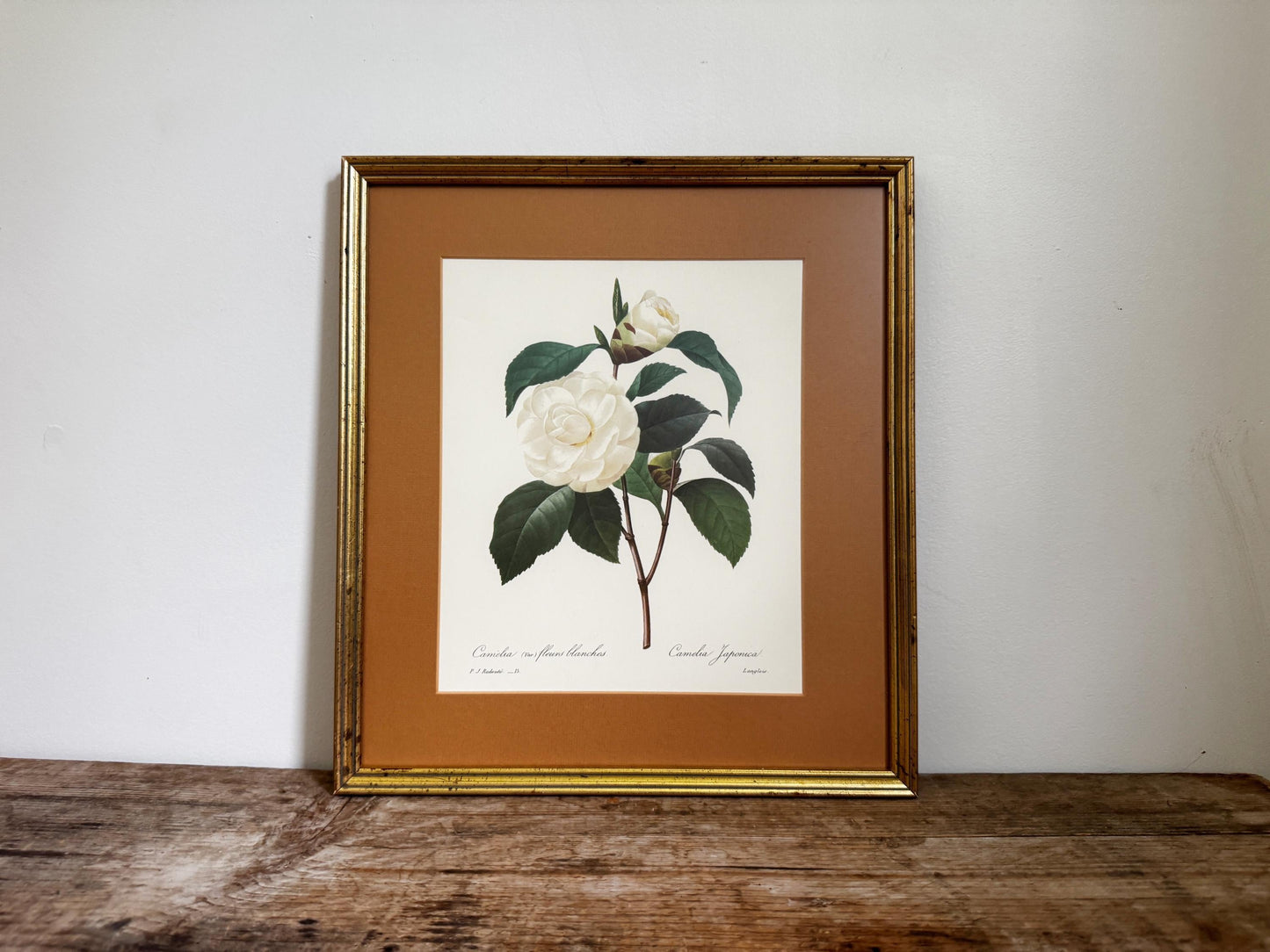 Framed Antique P. J. Redoute Flowers Camelia Japonica Botanical Art Book Plate Framed Floral Print