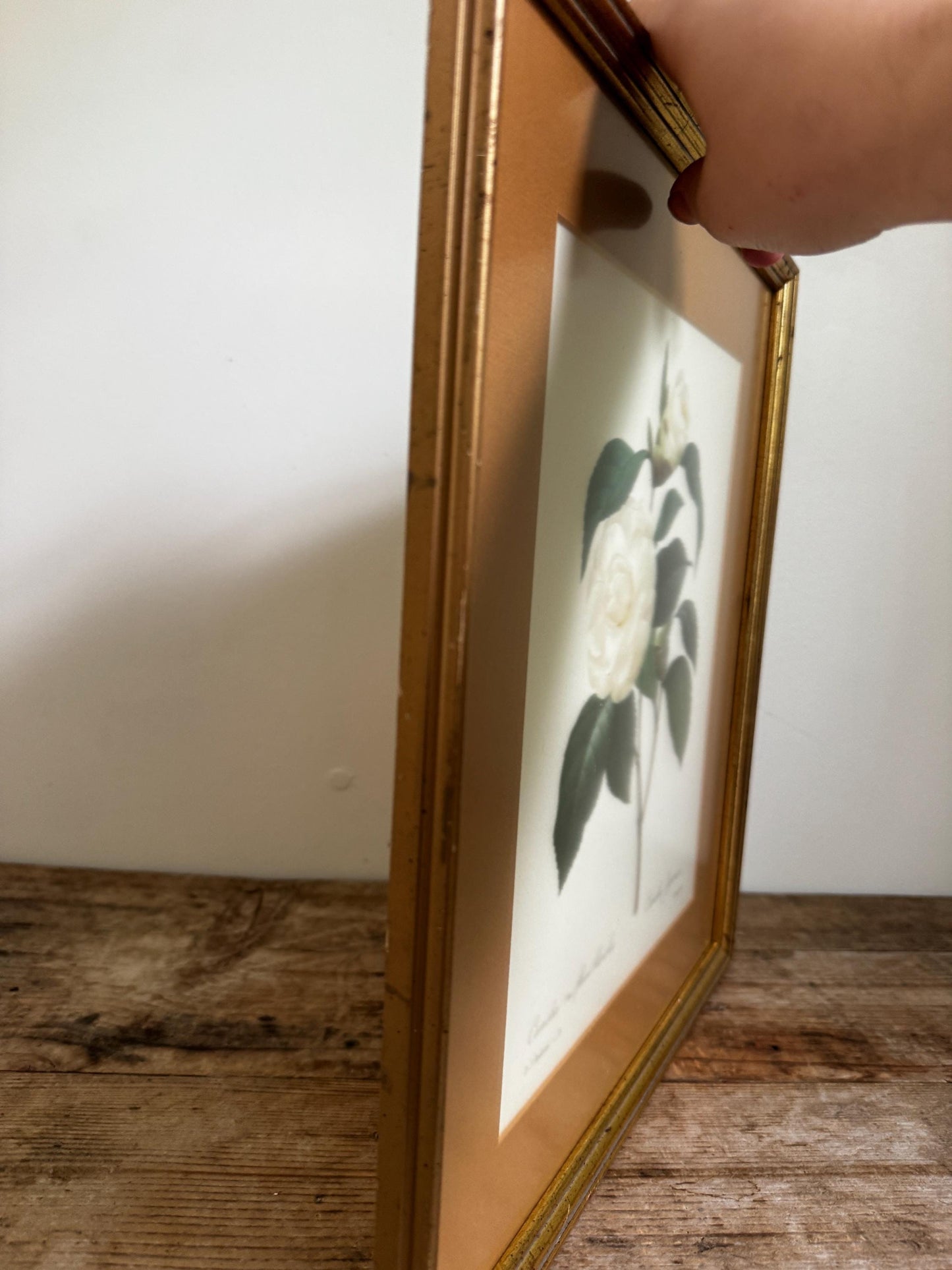 Framed Antique P. J. Redoute Flowers Camelia Japonica Botanical Art Book Plate Framed Floral Print