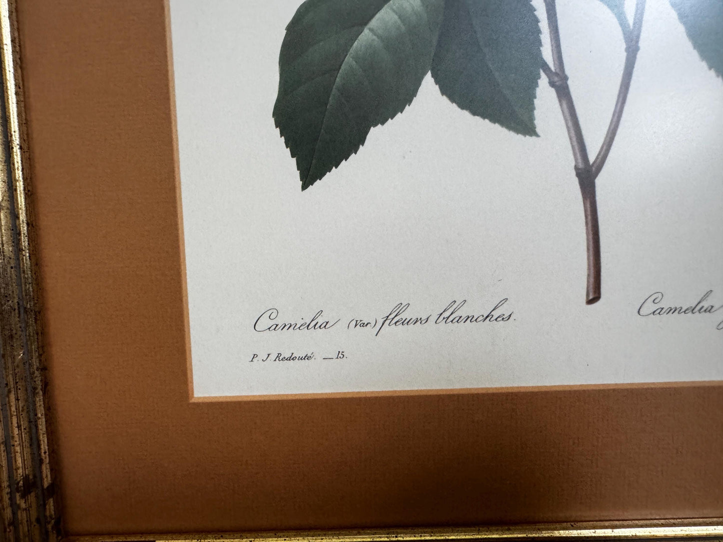 Framed Antique P. J. Redoute Flowers Camelia Japonica Botanical Art Book Plate Framed Floral Print