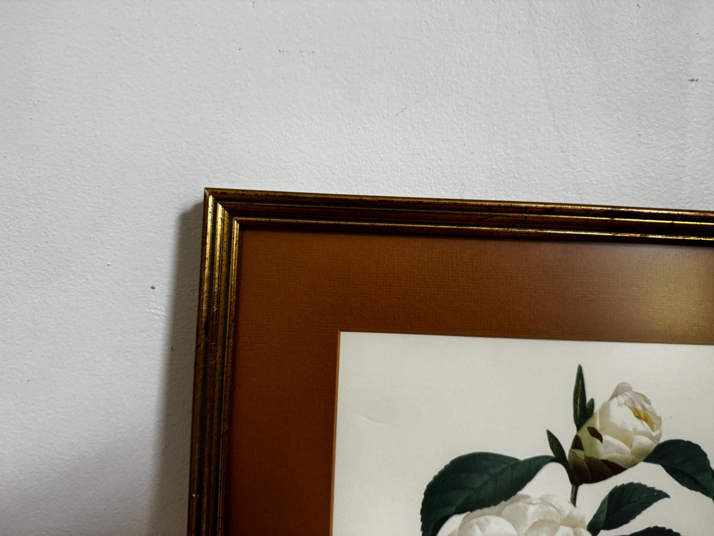 Framed Antique P. J. Redoute Flowers Camelia Japonica Botanical Art Book Plate Framed Floral Print