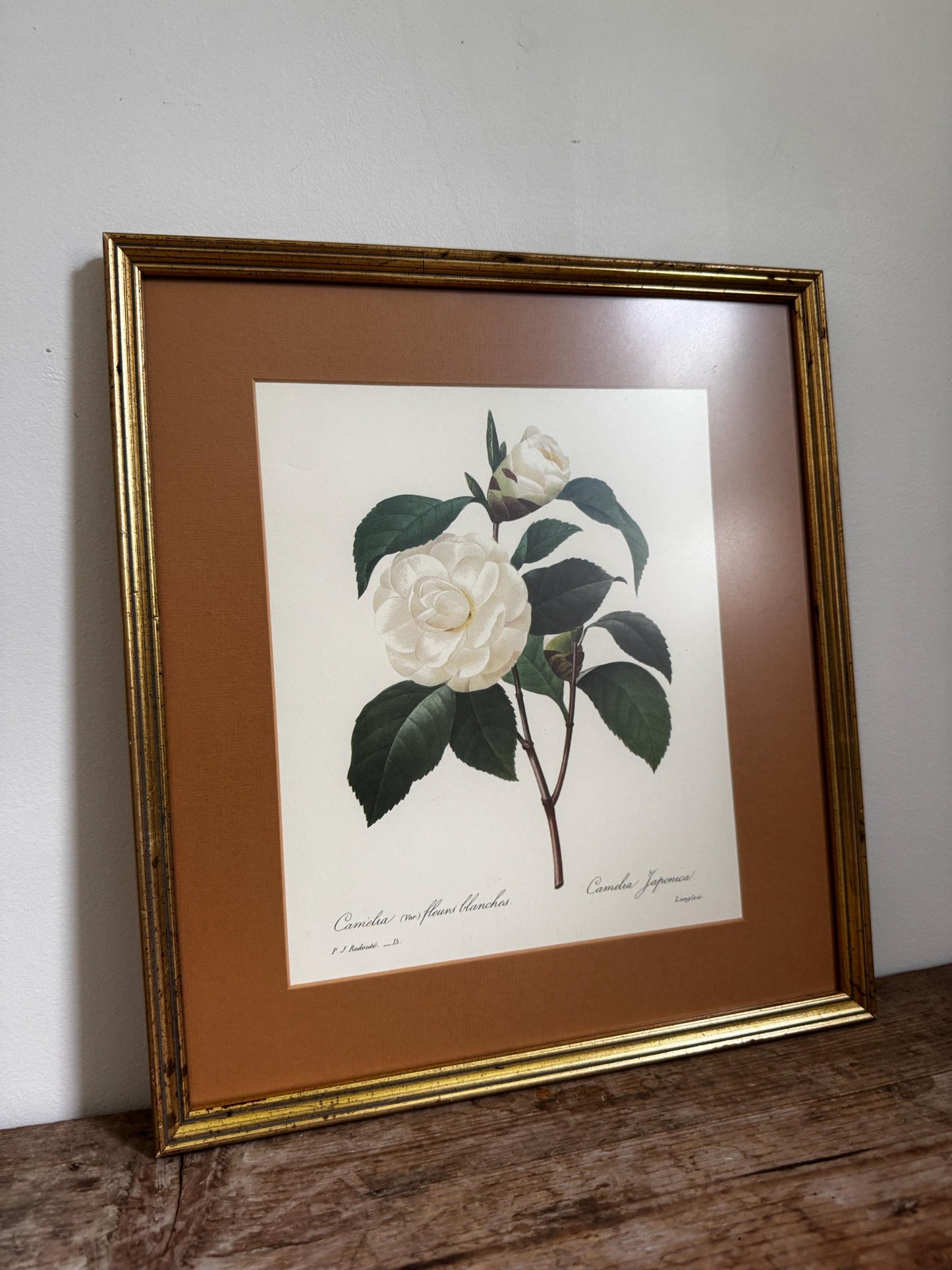 Framed Antique P. J. Redoute Flowers Camelia Japonica Botanical Art Book Plate Framed Floral Print