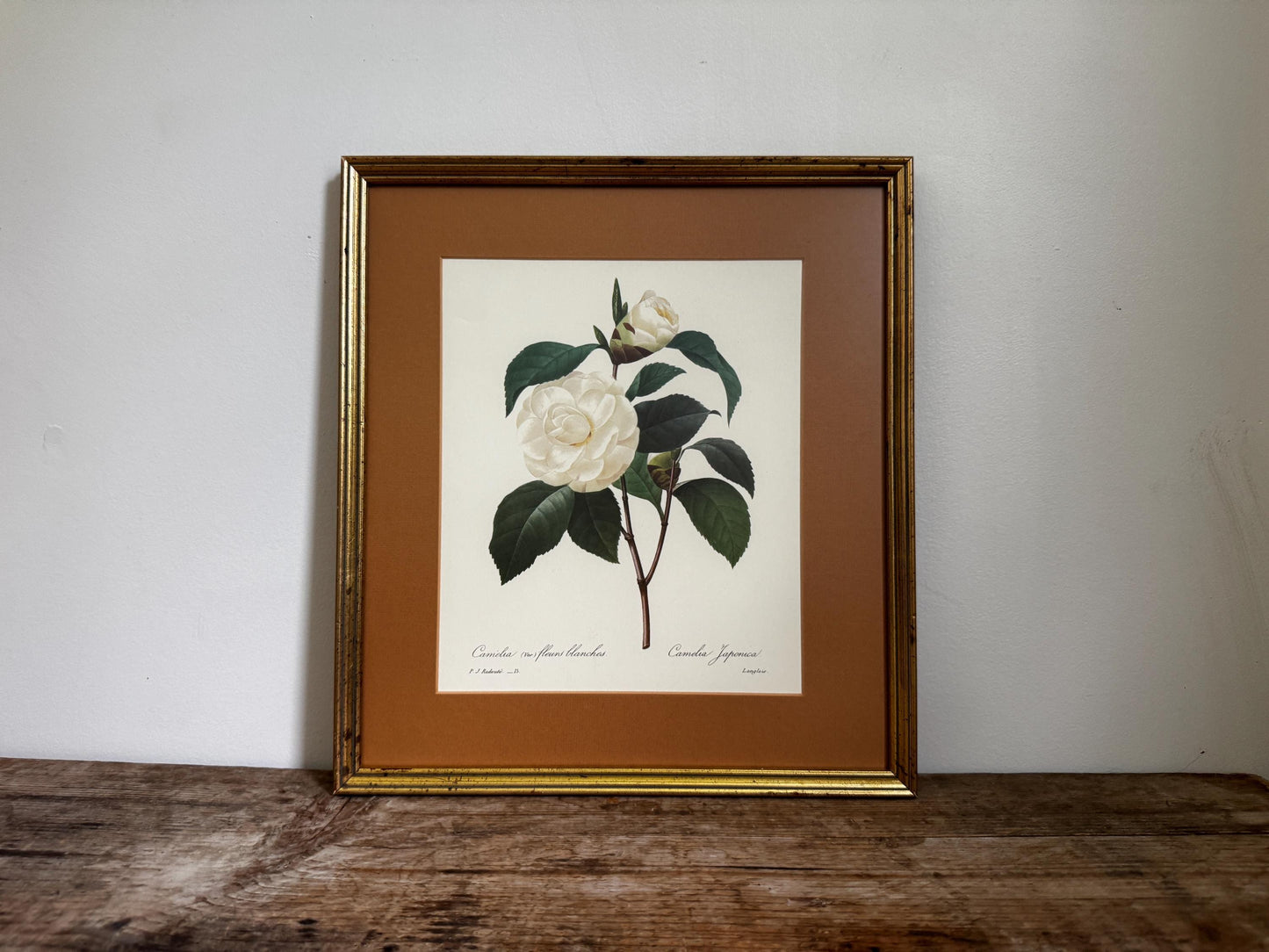 Framed Antique P. J. Redoute Flowers Camelia Japonica Botanical Art Book Plate Framed Floral Print